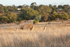 Local kangaroos